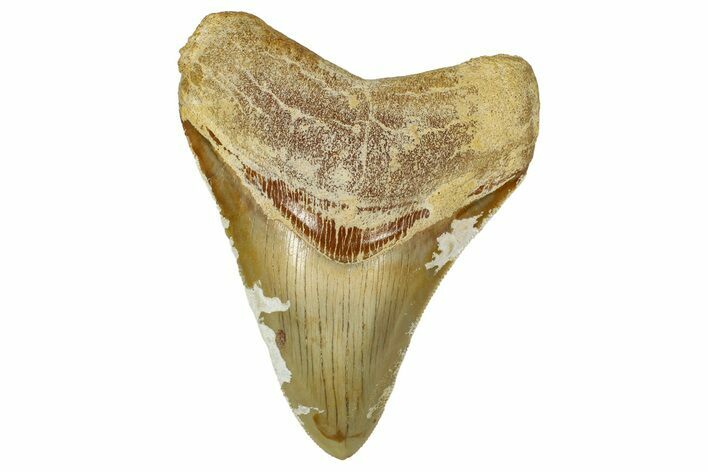 Serrated, Fossil Megalodon Tooth From Morocco - Rare Location #353008